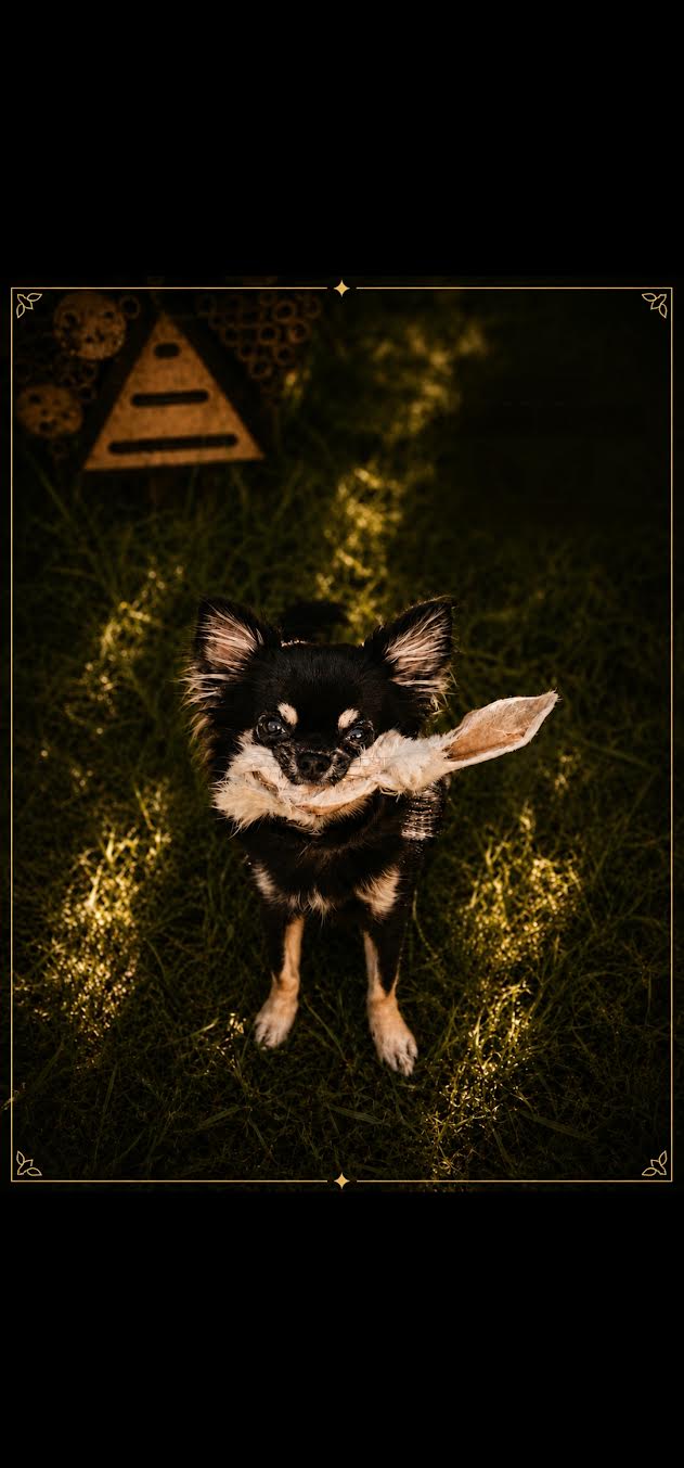 Chihuahua mit Blatt im Garten in Mondsee