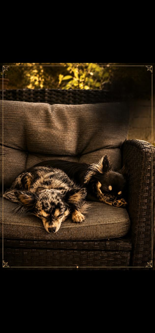 Zwei Chihuahuas auf einem Sessel bei House of Little Souls in Mondsee